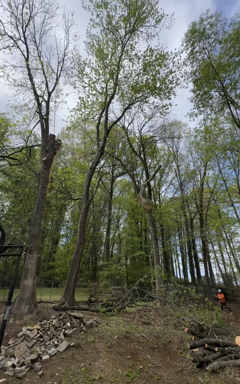 Large-scale tree removal and site clearing services Professional tree removal and land clearing with heavy equipment and crew coordination