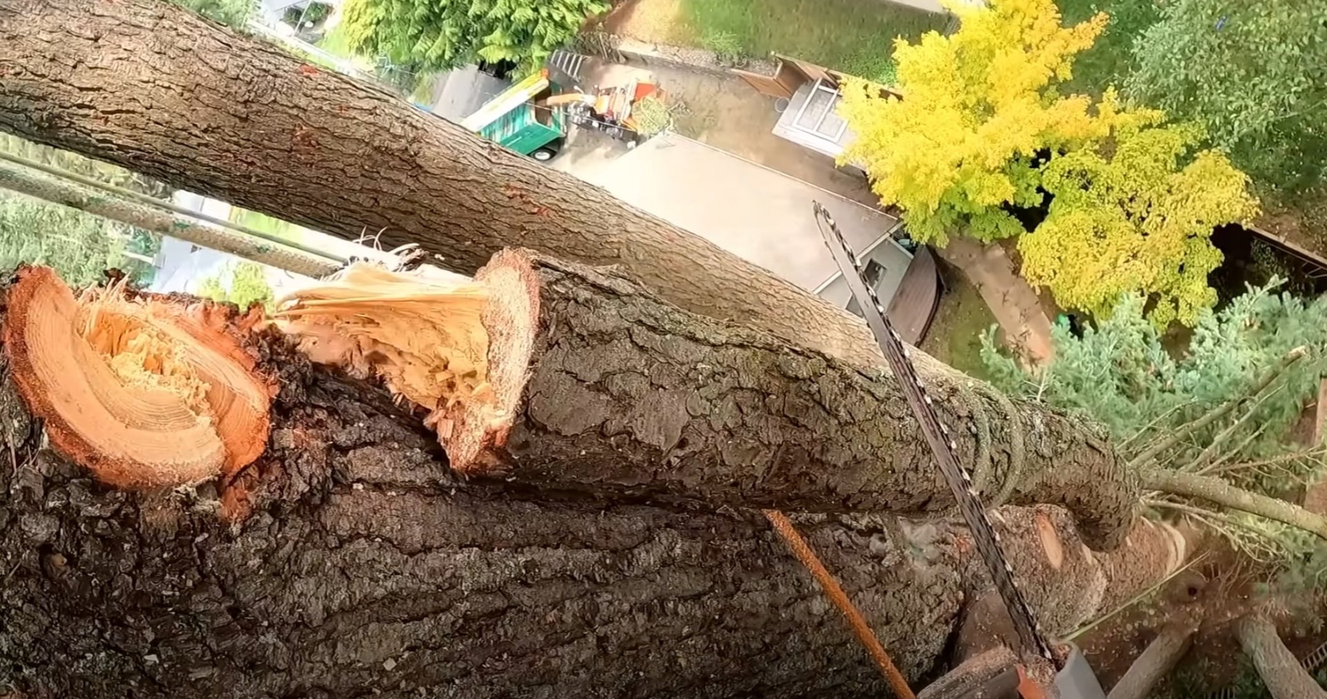 Professional tree cutting showcasing precision and expertise Close-up view of freshly cut tree trunk showing growth rings and professional cutting technique