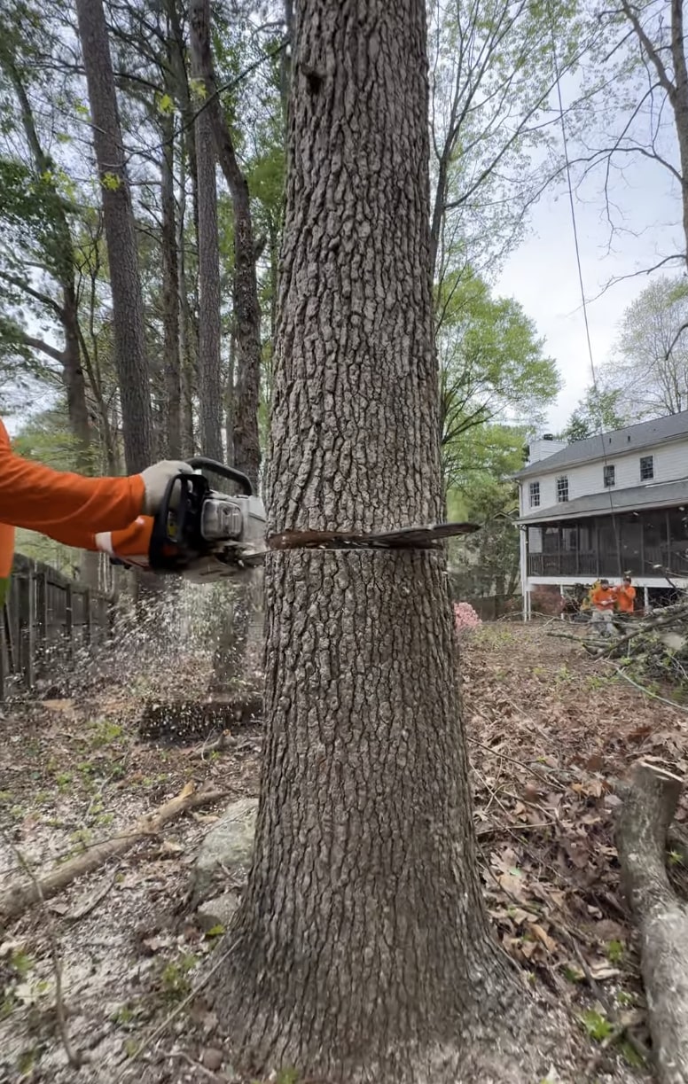 Expert tree cutting and removal in residential settings Professional arborist using chainsaw for precise tree cutting in residential area