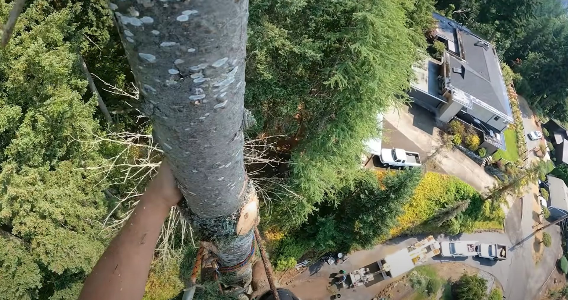 Comprehensive tree removal with property protection Aerial view of professional tree removal work near residential property