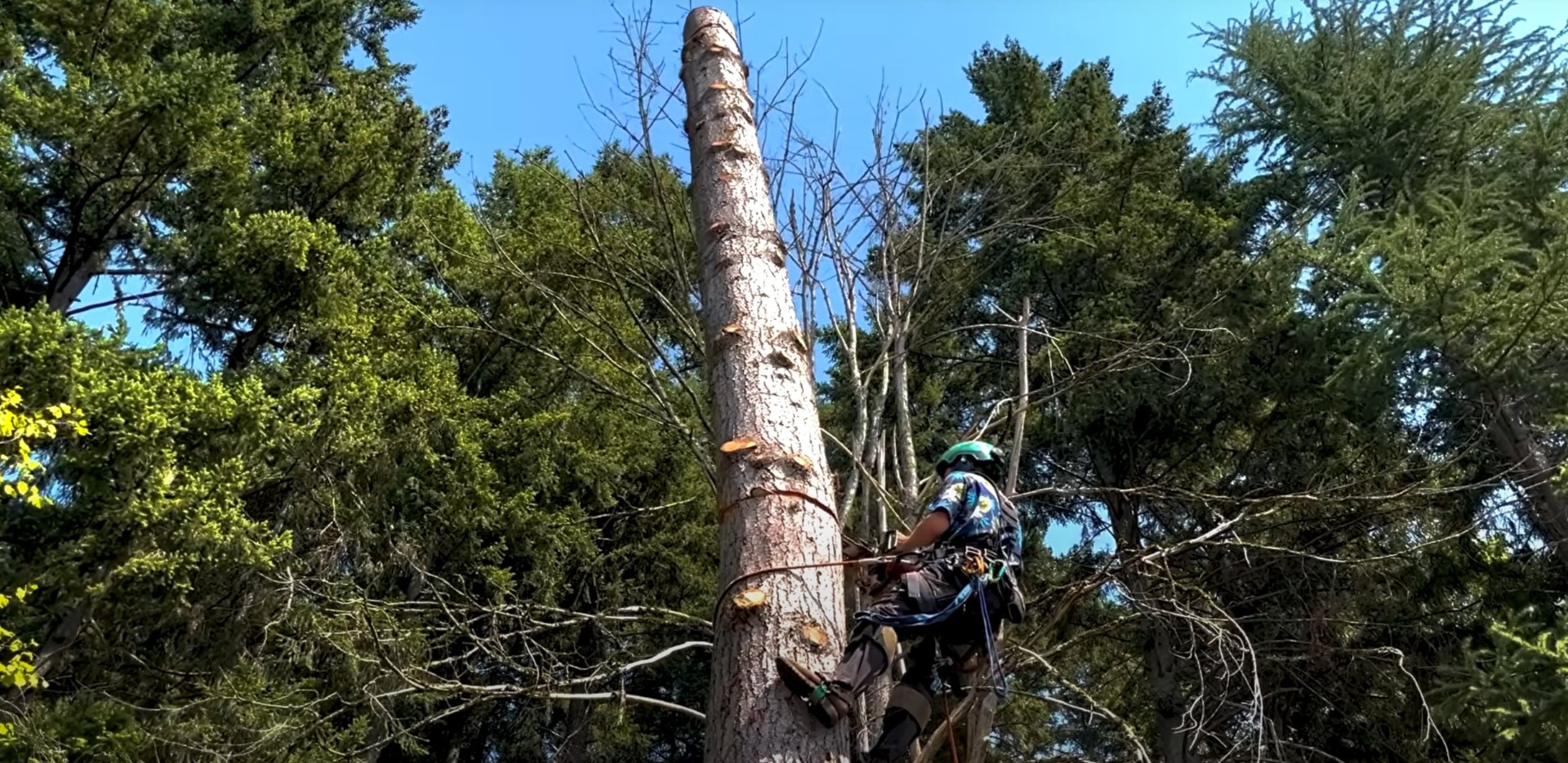 Expert tree climbing and precision removal services Professional arborist climbing tall tree for precision trimming and removal